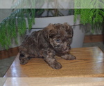 Puppy Skipo YorkiePoo