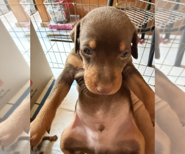 Medium Photo #4 Miniature Pinscher Puppy For Sale in LOS ANGELES, CA, USA