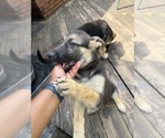 Small #3 German Shepherd Dog
