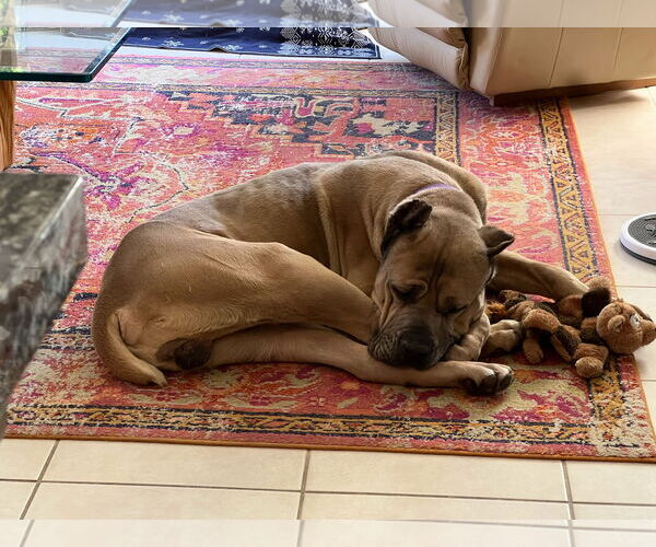 Medium Photo #2 Mutt Puppy For Sale in Goodyear, AZ, USA