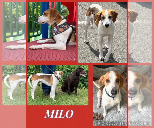 Medium Photo #9 Mutt Puppy For Sale in Spotsylvania, VA, USA