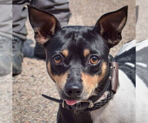 Jack Chi Dogs for adoption in Huntley, IL, USA