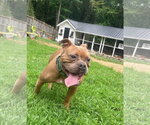 Small #16 American Bulldog Mix