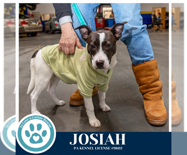 Medium Photo #10 Mutt Puppy For Sale in Kimberton, PA, USA