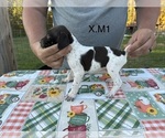 Puppy 2 German Shorthaired Pointer