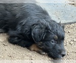 Small #21 Australian Shepherd