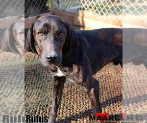 Mutt Dogs for adoption in Maryville, TN, USA