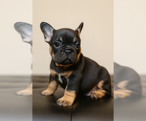 Medium French Bulldog