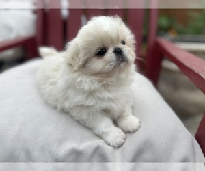 Pekingese Puppy for sale in MESQUITE, TX, USA