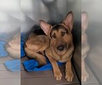 Small Photo #1 German Shepherd Dog Puppy For Sale in McDonough, GA, USA
