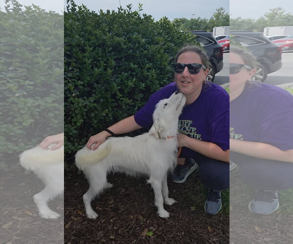Medium Photo #4 Mutt Puppy For Sale in Thomasville, NC, USA