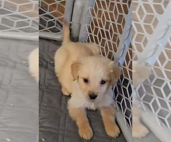 Medium Photo #1 Golden Retriever Puppy For Sale in RIGA, MI, USA