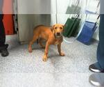 Small American Pit Bull Terrier
