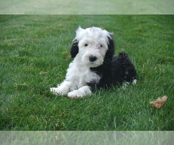 Medium Photo #4 Sheepadoodle Puppy For Sale in FREDERICKSBG, OH, USA