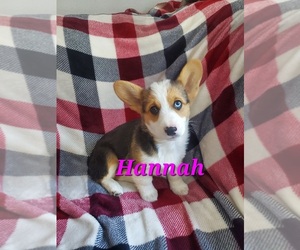 Pembroke Welsh Corgi Puppy for Sale in GRAHAM, Washington USA