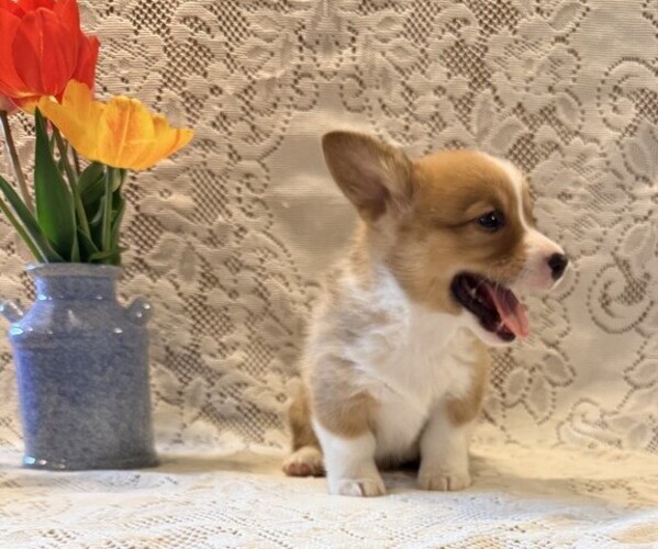 Medium Photo #3 Pembroke Welsh Corgi Puppy For Sale in OWEN, WI, USA