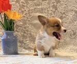 Small #2 Pembroke Welsh Corgi