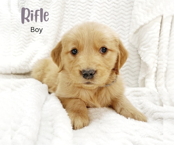 Full screen Photo #2 Golden Retriever Puppy For Sale in LA JARA, CO, USA