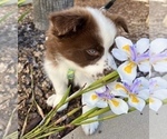 Small Photo #5 Australian Shepherd Puppy For Sale in POWAY, CA, USA