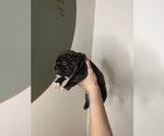 Small #2 American Bully