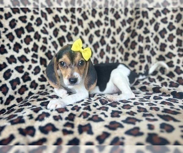Medium Photo #5 Beagle Puppy For Sale in LAKELAND, FL, USA