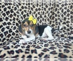 Small #4 Beagle
