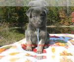 Falling Flurrie - Female German Shepherd Dog Puppy for Sale - Photo #5