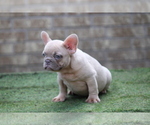 Small #3 French Bulldog