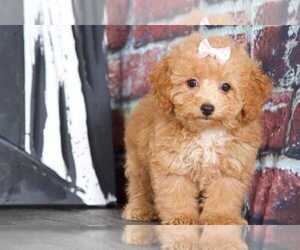 Poochon Puppy for sale in BEL AIR, MD, USA
