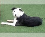 Small Photo #28 Border Collie Puppy For Sale in Highland, IL, USA
