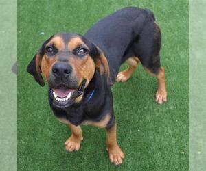 Black and Tan Coonhound Dogs for adoption in Murfreesboro, TN, USA