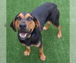 Small Black and Tan Coonhound