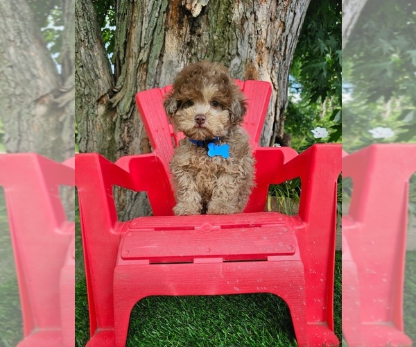 Medium Photo #3 Poodle (Toy) Puppy For Sale in INDIANAPOLIS, IN, USA