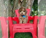 Small #2 Poodle (Toy)