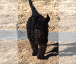 Small Photo #17 Spanish Water Dog Puppy For Sale in SIMLA, CO, USA
