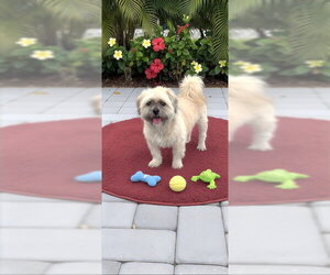 Geoffrey David - Male Shih Tzu Dog for Adoption - Photo #13
