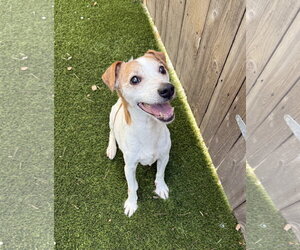 Jack Russell Terrier-Unknown Mix Dogs for adoption in Mission Viejo, CA, USA
