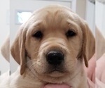 Small Photo #77 Labrador Retriever Puppy For Sale in OLYMPIA, WA, USA