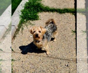 Mutt Dogs for adoption in Perth Amboy, NJ, USA