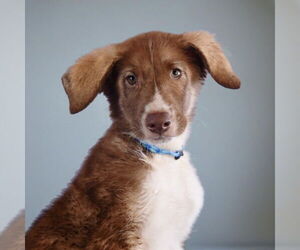 German Shepherd Dog-Huskies  Mix Dogs for adoption in Sheridan, CO, USA