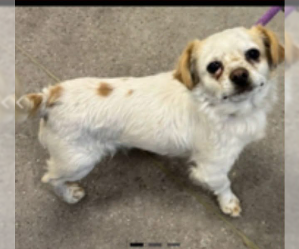 Medium Photo #1 Chihuahua-Unknown Mix Puppy For Sale in Cranston, RI, USA