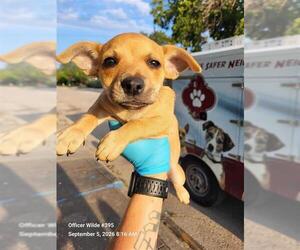 Chihuahua-Unknown Mix Dogs for adoption in San Antonio, TX, USA