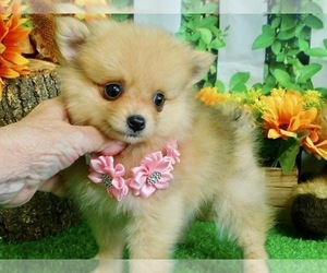 Pomeranian Puppy for sale in HAMMOND, IN, USA