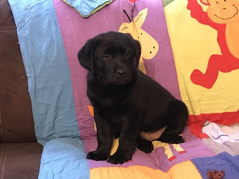 Medium Photo #1 Labrador Retriever Puppy For Sale in PONDER, TX, USA