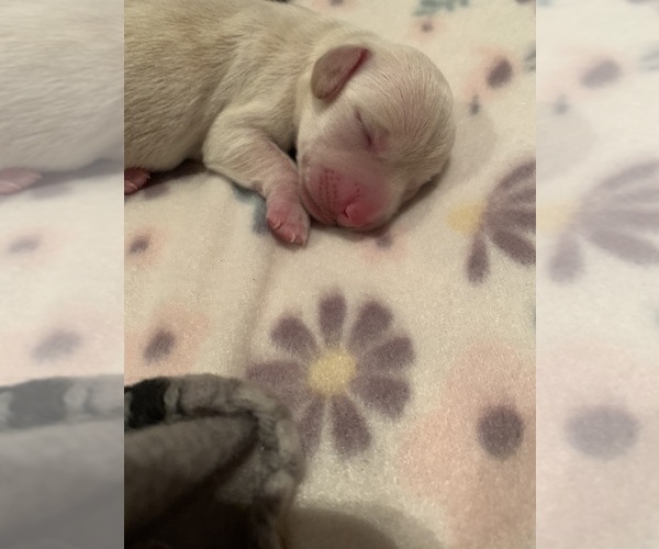 Medium Photo #2 Dachshund Puppy For Sale in DENHAM SPRINGS, LA, USA