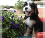 Puppy Nivelle Bernedoodle