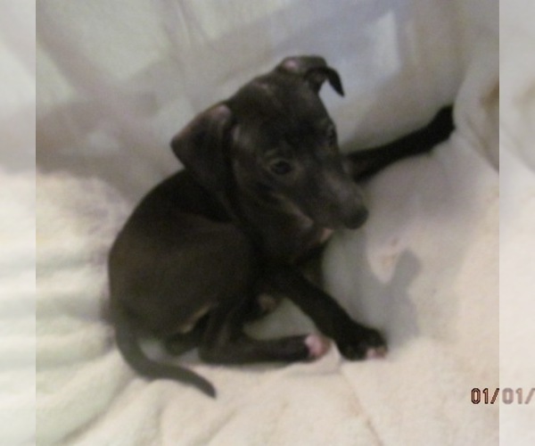 Medium Photo #1 Italian Greyhound Puppy For Sale in GRAHAM, WA, USA