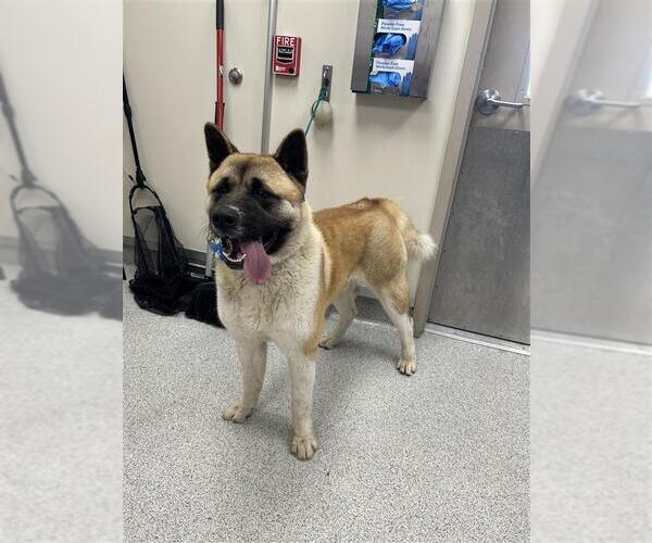 Medium Photo #2 Akita-Unknown Mix Puppy For Sale in Elk Grove, CA, USA