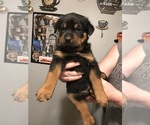 Small Photo #6 Rottweiler Puppy For Sale in EUBANK, KY, USA