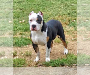 American Bully Puppy for sale in SPANISH LAKE, MO, USA